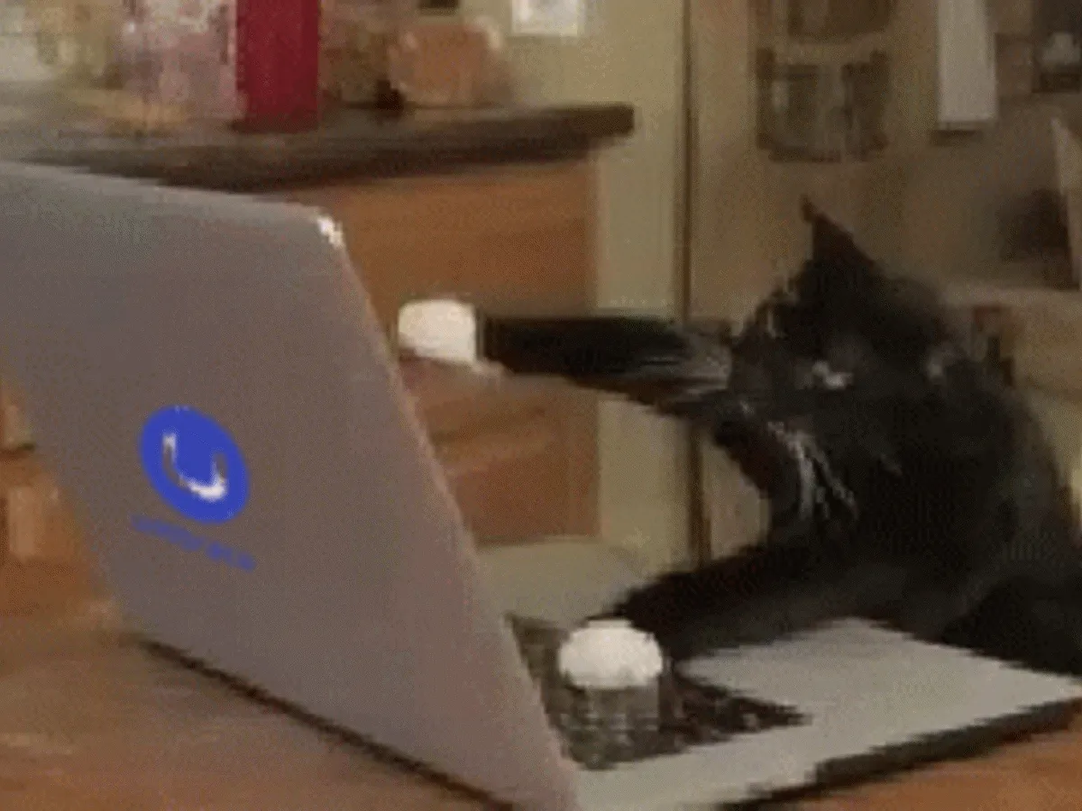 cat-computer-ezgif.com-resize.gif
