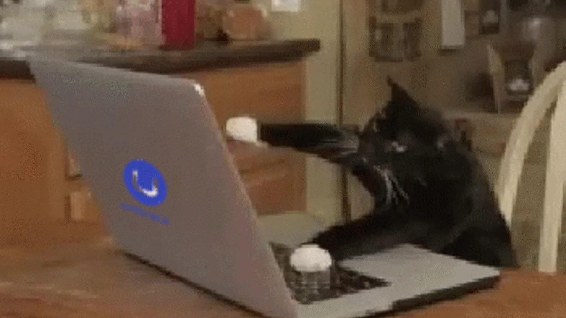 cat-computer-ezgif.com-resize.gif